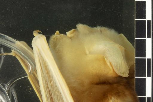 Hipposideros dinops Andersen, 1905 - 1888_1_5_22-Hipposideros_dinops-Type-Noseleaf-lateral