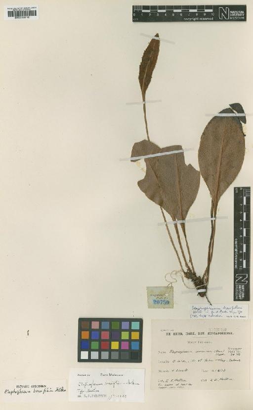 Elaphoglossum brevifolium Holttum - BM001066162