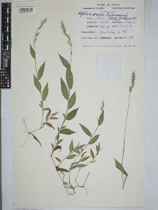 Oplismenus burmanni (Retz.) P.Beauv. - 012547770