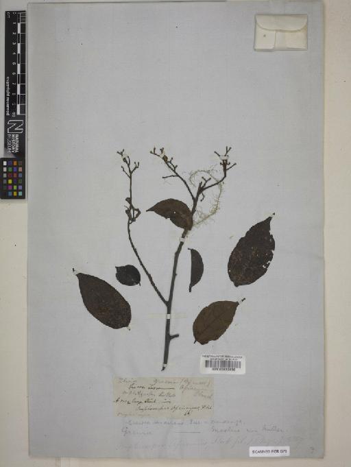 Grewia africana (Hook.f.) Mast. - BM000630856