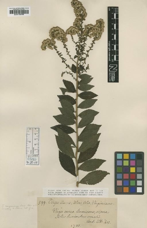 Solidago rugosa var. aspera (Aiton) Fernald - BM001050798