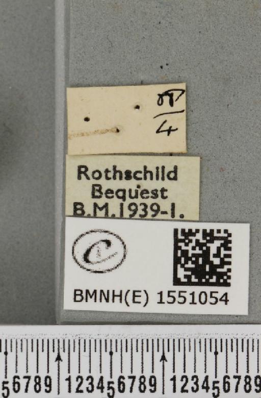 Polyploca ridens ab. erythrocephala Esper, 1786 - BMNHE_1551054_a_label_238379