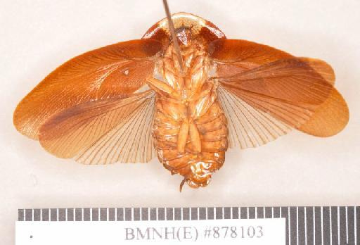 Zetobora perspicua Walker, 1868 - Zetobora perspicua Walker, F, 1868, male, holotype, ventral. Photographer: Heidi Hopkins. BMNH(E)#878103
