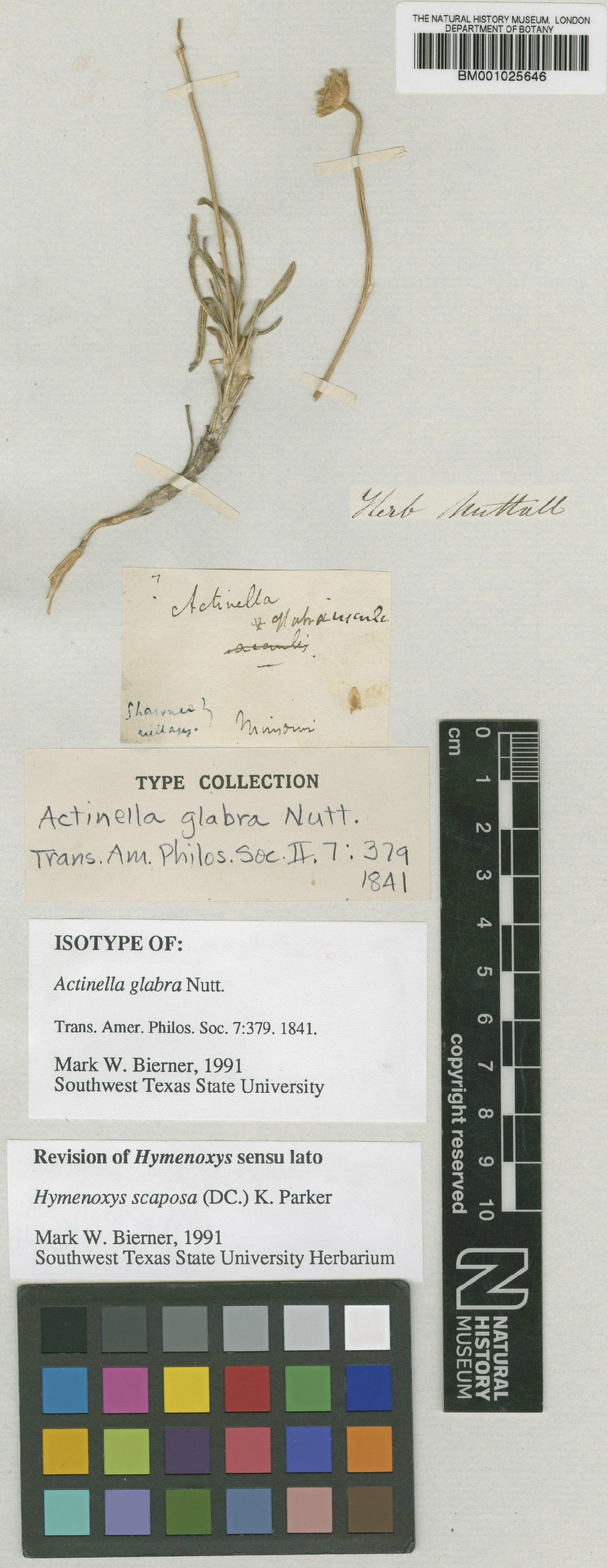 To NHMUK collection (Hymenoxys scaposa (DC.) Parker; Isotype; NHMUK:ecatalogue:1185993)
