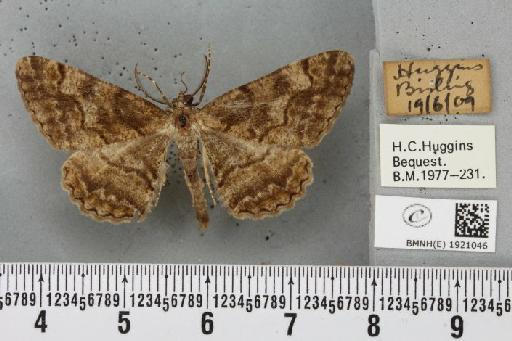 Alcis repandata repandata (Linnaeus, 1758) - BMNHE_1921046_476824