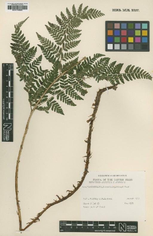 Dryopteris × ambroseae Fraser-Jenk. & Jermy - BM001066200