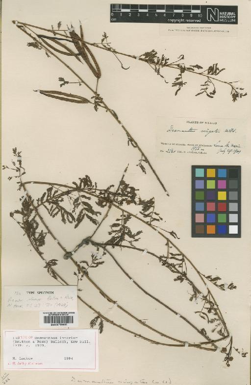 Desmanthus interior (Britton & Rose) Bullock - BM000799833