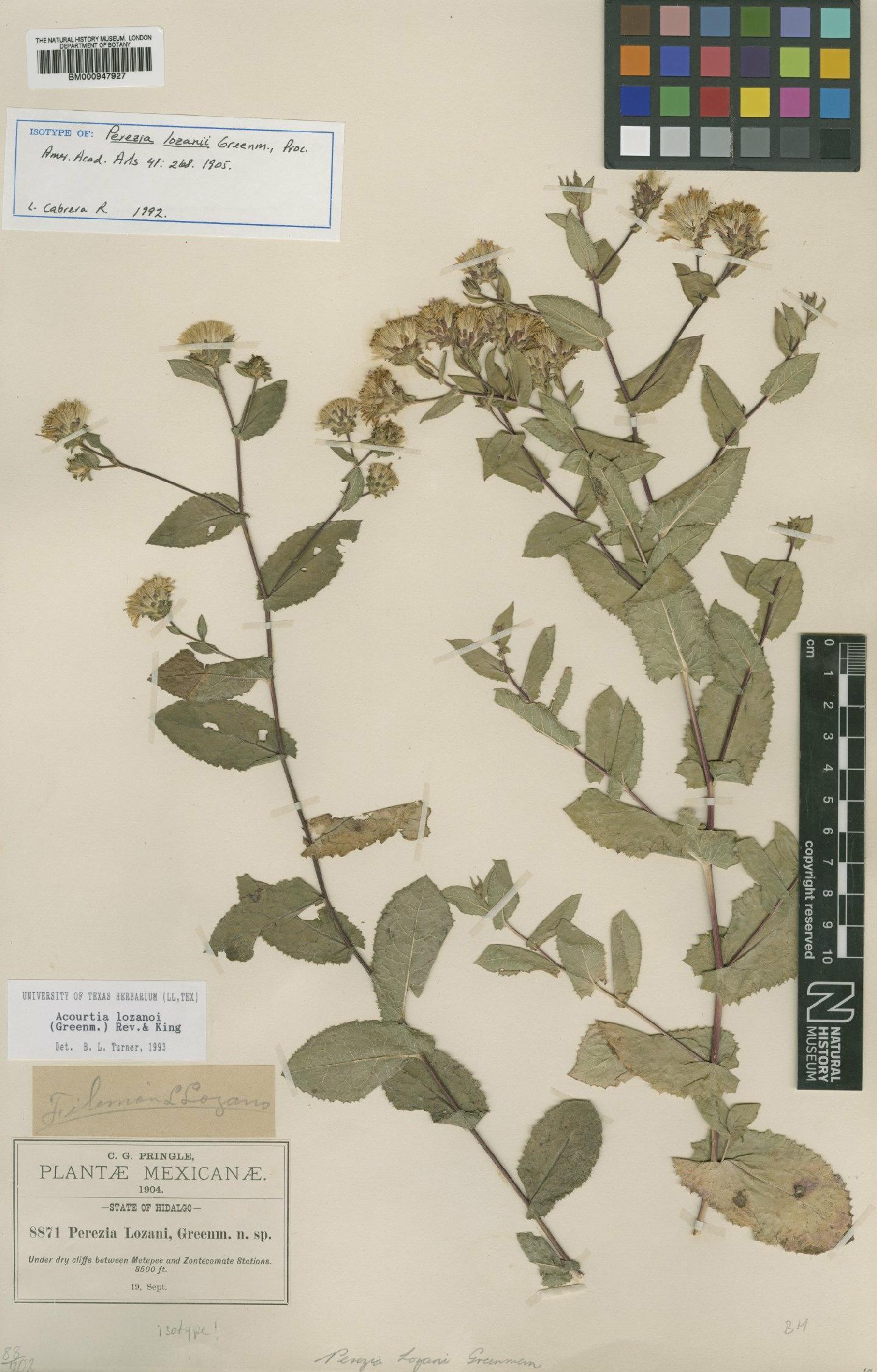 To NHMUK collection (Perezia lozanii Greenm.; Isotype; NHMUK:ecatalogue:619927)