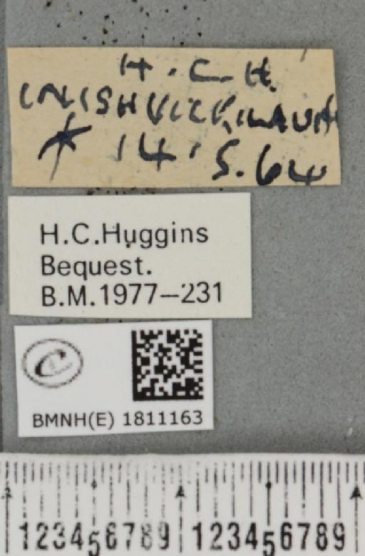 Eupithecia venosata plumbea huggins, 1962 - BMNHE_1811163_label_383224