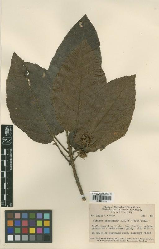 Sloanea sogerensis Baker f. - BM000795126