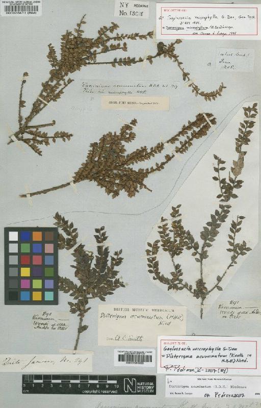 Disterigma acuminatum (Kunth) Nied - BM000993622