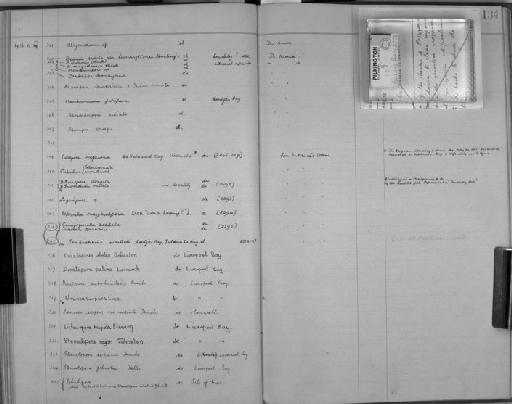 Cribrilina catimaginata - Zoology Accessions Register: Bryozoa: 1922 - 1949: page 134