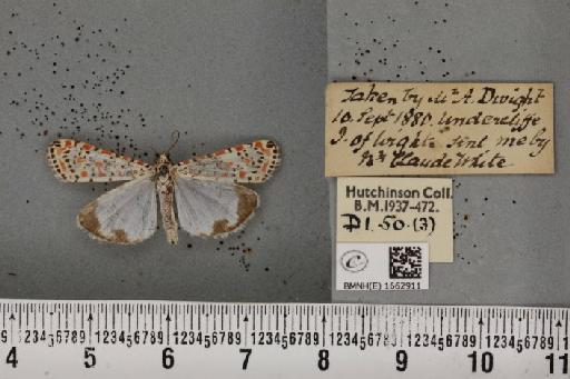 Utetheisa pulchella (Linnaeus, 1758) - BMNHE_1662911_283406