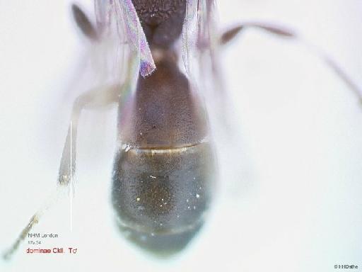 Hylaeus tenuis var. dominae Cockerell, 1936 - Hylaeus tenuis var dominae Cockerell 969519 type male tergite1 1x3,2