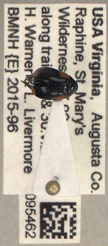 Babia (Babia) quadriguttata (Olivier, 1791) - Coleoptera 010095462