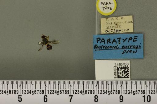 Bactrocera (Bactrocera) curreyi Drew, 1989 - BMNHE_1435458_28792