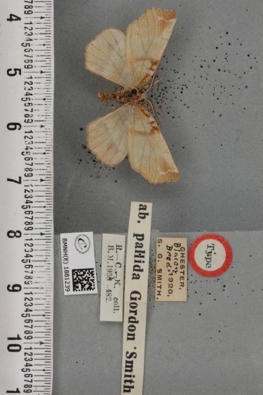 Selenia dentaria ab. pallida Smith, 1950 - BMNHE_1881239_446554