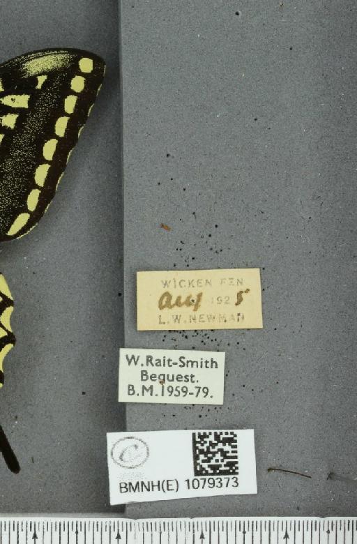 Papilio machaon britannicus ab. melanosticta Reverdin, 1910 - BMNHE_1079373_label_64278