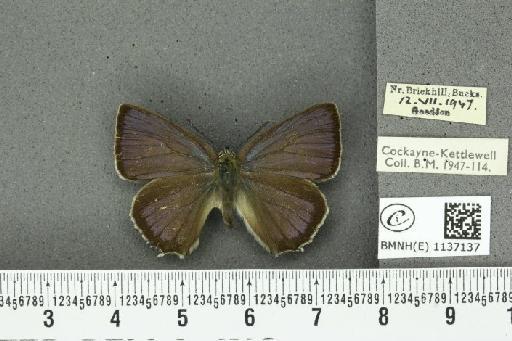 Neozephyrus quercus (Linnaeus, 1758) - BMNHE_1137137_94541