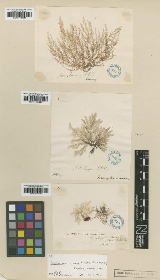 Involucrana crassa (Hook.f. & Harv.) Gordon-Mills - BM001039364