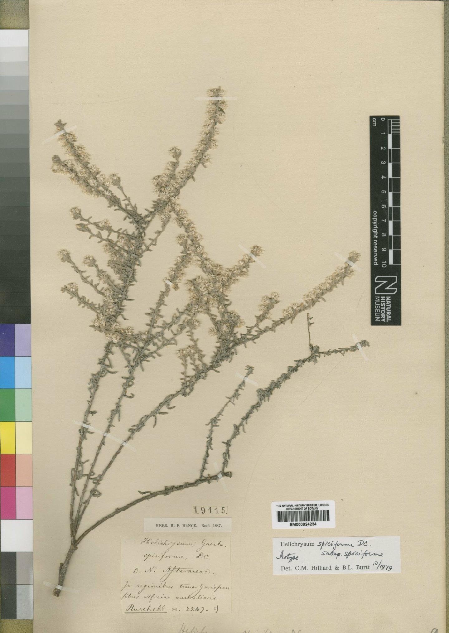 To NHMUK collection (Helichrysum spiciforme DC.; Type; NHMUK:ecatalogue:4529262)