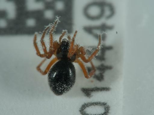 Linyphiidae - 014449081_6