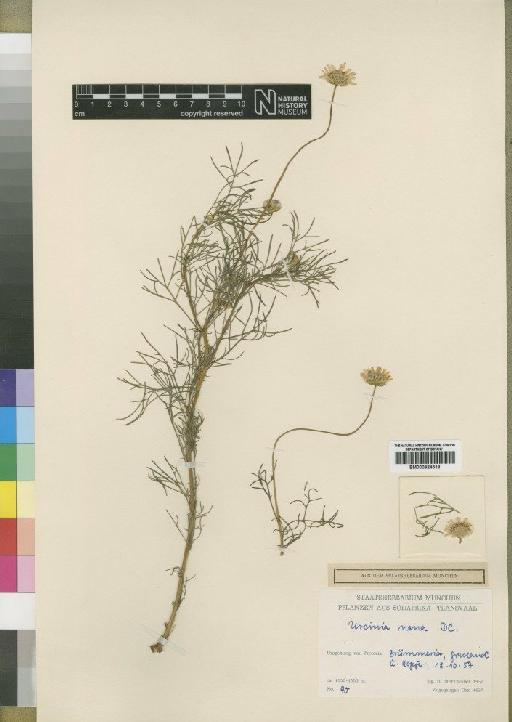 Ursinia nana subsp. leptophylla DC. - BM000924518