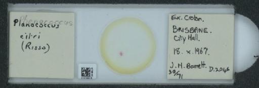 Planococcus citri Risso, 1813 - 010150616_117588_1101300