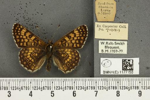 Melitaea cinxia ab. matisconensis Andre, 1899 - BMNHE_1177150_49218