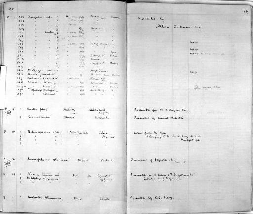 Asellia tridens murraiana - Zoology Accessions Register: Mammals: 1861 - 1890: page 367