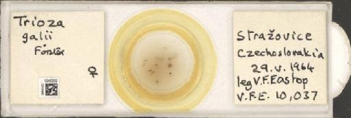 Trioza galii Foerster, 1848 - BMNHE_1248292_2491