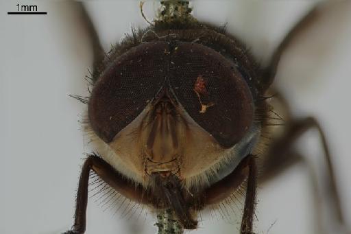 Chrysomya inclinata (Walker, 1861) - Chrysomya inclinata head front