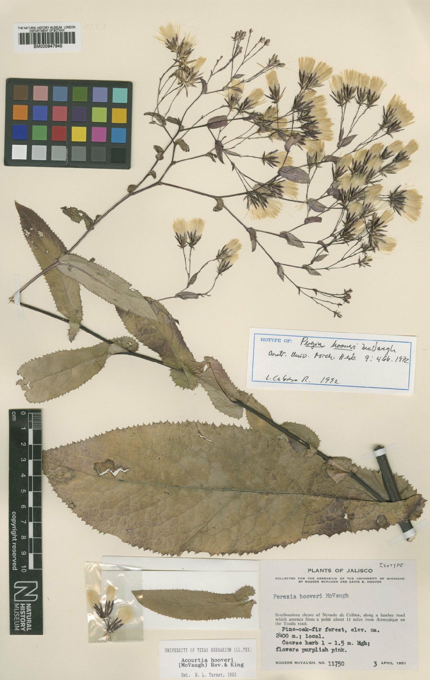 To NHMUK collection (Perezia hooveri McVaugh; Isotype; NHMUK:ecatalogue:620257)