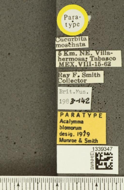 Acalymma blomorum Munroe & Smith, R.F., 1980 - BMNHE_1339347_label_20572