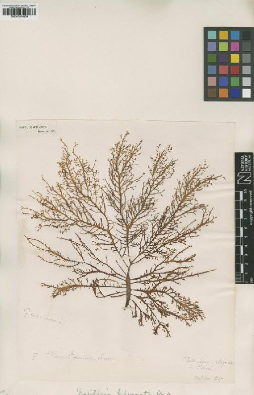 Gracilaria cervicornis (Turner) Agardh - BM000936184