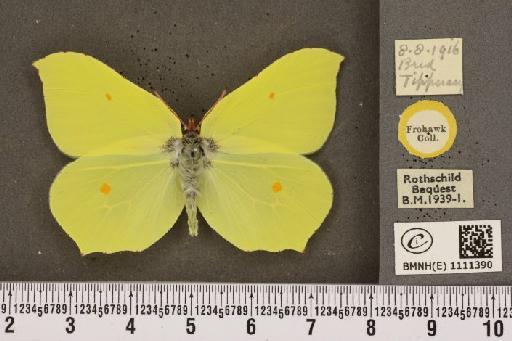 Gonepteryx rhamni gravesi huggins, 1956 - BMNHE_1111390_64606