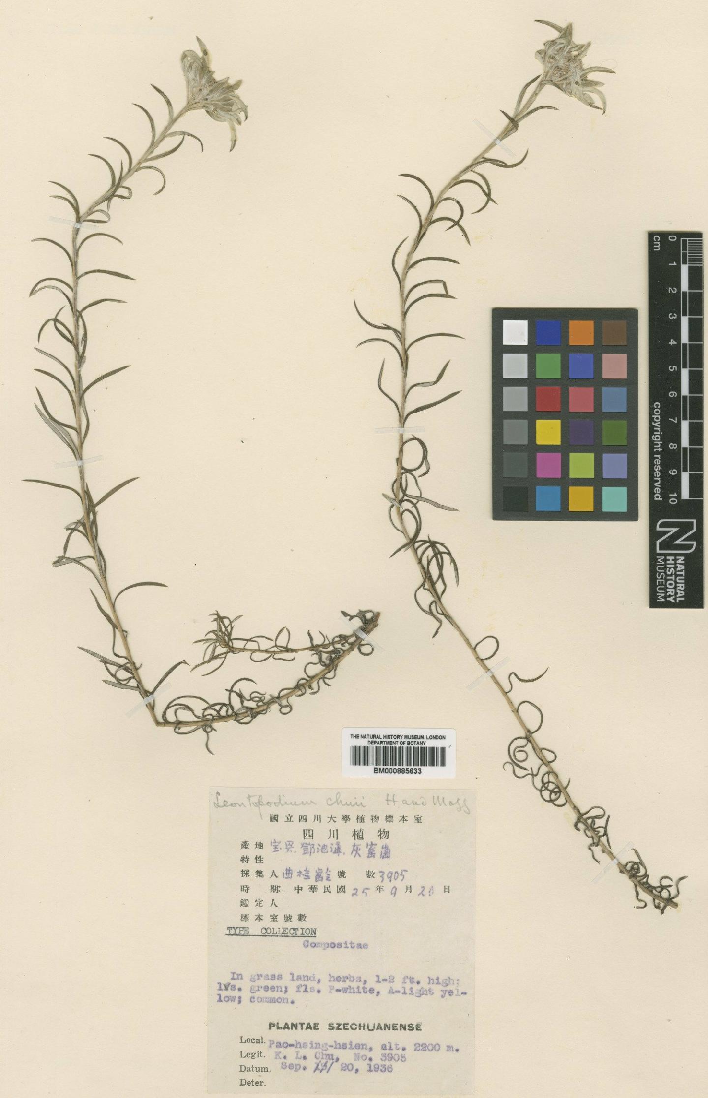 To NHMUK collection (Leontopodium chuii Hand.-Mazz.; Isotype; NHMUK:ecatalogue:4995211)
