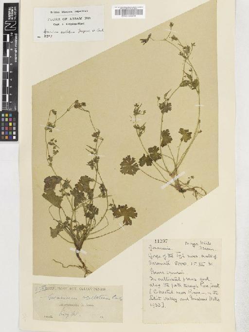Geranium ocellatum Cambess ex Jacquem. - BM001048878