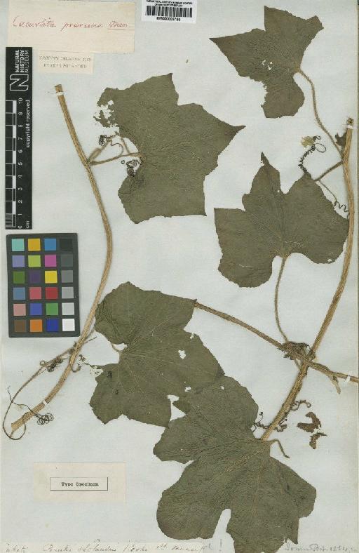 Benincasa hispida (Thunb.) Cogn. - BM000895753