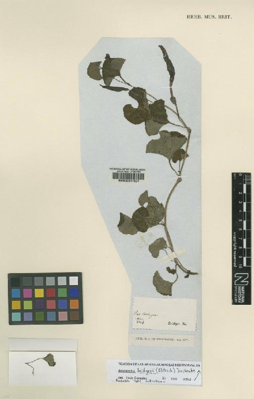 Aristolochia bridgesii (Klotzsch) Duch. - BM000617504