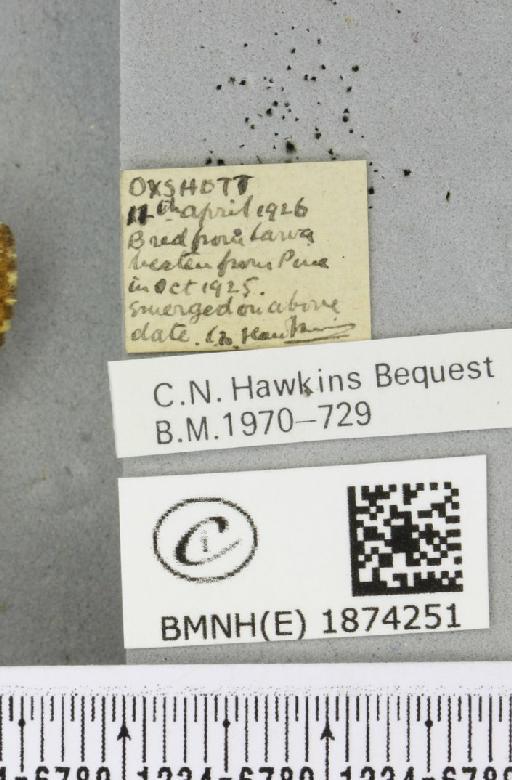 Bupalus piniaria (Linnaeus, 1758) - BMNHE_1874251_label_494075
