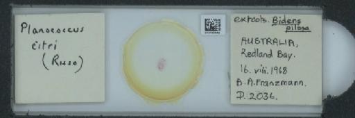 Planococcus citri Risso, 1813 - 010150640_117588_1101300