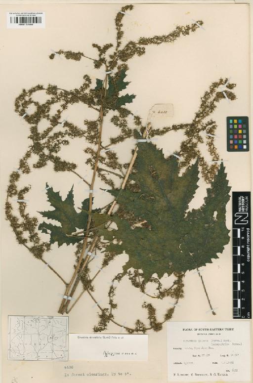 Girardinia diversifolia (Link) Friis - BM001125984