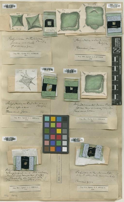 Tetraedron octaedricum (Reinsch) Hansg. - BM000862597