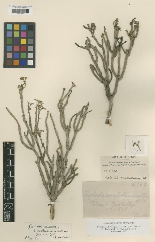 Euphorbia mauritanica L. - BM001209674