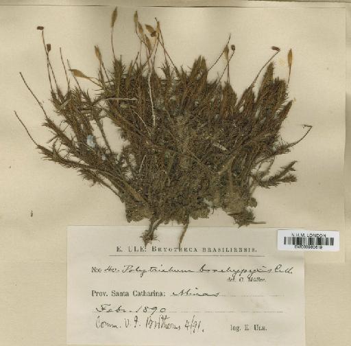 Polytrichum juniperinum Hedw. - BM000960619