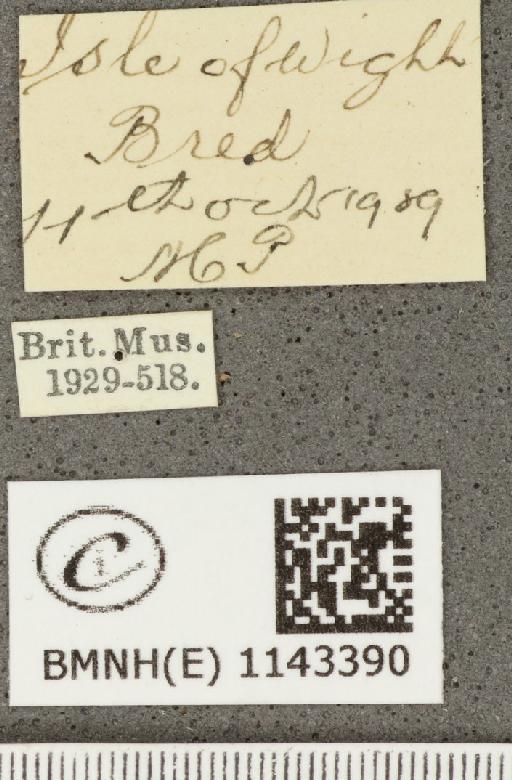 Lycaena phlaeas eleus ab. ignita Tutt, 1906 - BMNHE_1143390_label_108260