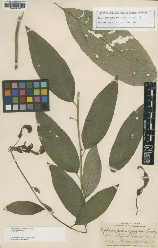 Centropogon granulosus subsp. granulosus C.Presl - BM000947553