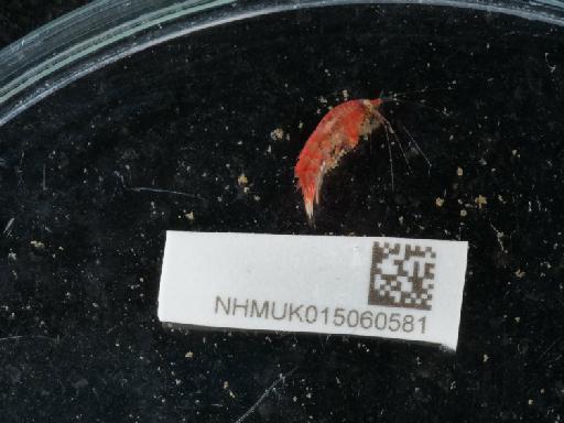 Dexamine spinosa parvorder Synopiidira (Montagu, 1813) - 015060581_1