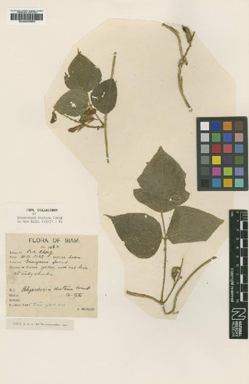 Rhynchosia distans Craib - BM000958658